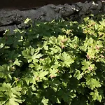 Feriehus къщата с кладенеца - с. кантарджиево *
