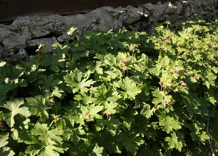 Casa de Férias къщата с кладенеца - с. кантарджиево *